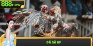 Đá Gà 67 - Xem Livestream HD+ Với Sự Kiện Độc Quyền