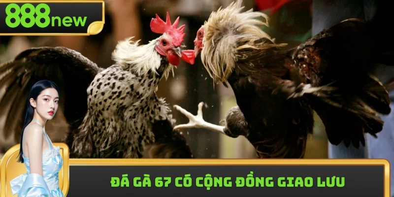 Cộng đồng sư kê giao lưu sôi nổi mỗi ngày