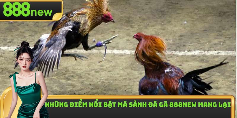 Đá gà 88 không tổ chức cá cược và bán kết quả