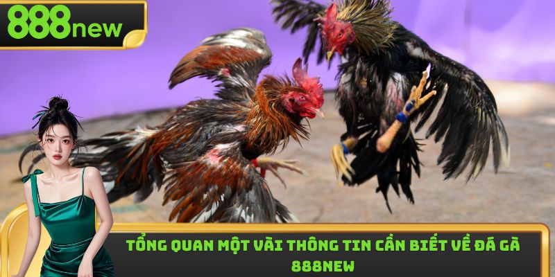 Những loại hình đá gà 888new được yêu thích hàng đầu 2025