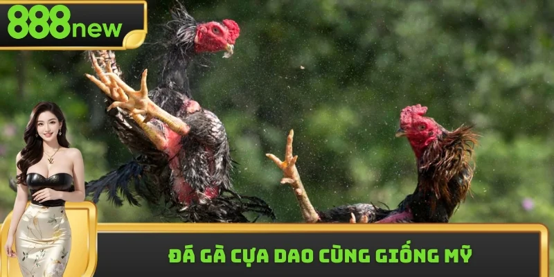 Asil là giống chiến kê thích hợp để gắn cựa