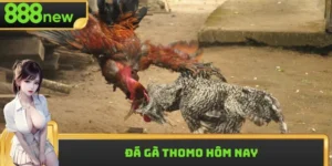 Đá Gà Thomo Hôm Nay Có Gì Hot? Tại Sao Giới Cá Độ Thích?