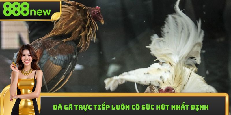 Đá gà trực tiếp luôn có sức hút nhất định